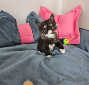 Zdjęcie №1. ragdoll - na sprzedaż w Böbingen | 1674zł | Zapowiedź № 154439