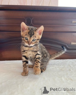 Zdjęcie №1. kot bengalski - na sprzedaż w Öhringen | 1674zł | Zapowiedź № 149185