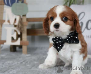 Zdjęcie №2 do zapowiedźy № 170449 na sprzedaż  cavalier king charles spaniel - wkupić się Szwecja 