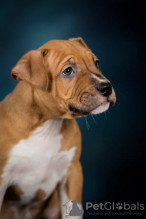 Zdjęcie №2 do zapowiedźy № 42715 na sprzedaż  amerykański staffordshire terier - wkupić się Federacja Rosyjska hodowca