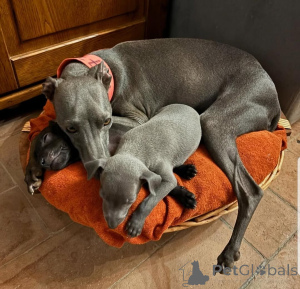 Zdjęcie №2 do zapowiedźy № 159842 na sprzedaż  greyhound - wkupić się Filipiny 