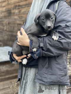 Zdjęcie №2 do zapowiedźy № 159074 na sprzedaż   - wkupić się Federacja Rosyjska prywatne ogłoszenie