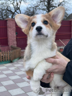 Zdjęcie №3. szczeniak walijski corgi pembroke. Niemcy