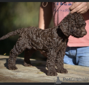 Dodatkowe zdjęcia: Lagotto Romagnolo szczenięta