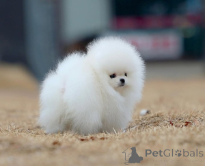 Zdjęcie №3. Мини щенки померанского шшица сокуентамиysty. Niemcy