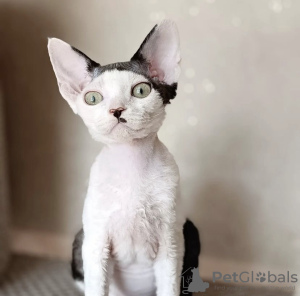 Zdjęcie №2 do zapowiedźy № 55583 na sprzedaż  devon rex - wkupić się USA 