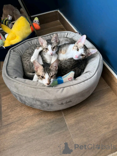 Zdjęcie №1. perskie - na sprzedaż w Helsinki | 2631zł | Zapowiedź № 163744