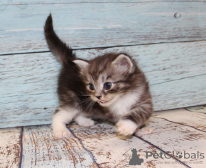 Zdjęcie №1. kot syberyjski - na sprzedaż w Jekaterynburg | negocjowane | Zapowiedź № 7246
