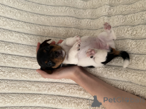 Zdjęcie №3. Sprzedaż szczeniąt Jack-Rassel Terrier. Gruzja