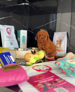 Zdjęcie №2 do zapowiedźy № 158581 na sprzedaż  pudel (zabawka) - wkupić się Wielka Brytania prywatne ogłoszenie