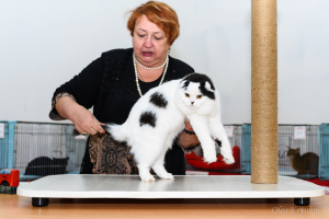 Zdjęcie №3. Pielęgnacja kotów w Federacja Rosyjska