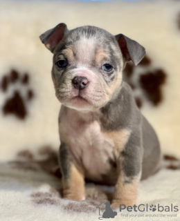 Zdjęcie №3. Amerykański tyran. USA