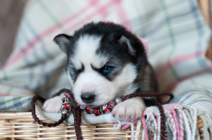 Zdjęcie №2 do zapowiedźy № 6687 na sprzedaż  husky syberyjski - wkupić się Federacja Rosyjska od żłobka