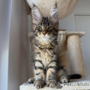 Zdjęcie №1. maine coon - na sprzedaż w Sztokholm | negocjowane | Zapowiedź № 171097