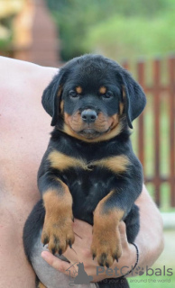 Dodatkowe zdjęcia: rottweilera