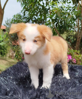Zdjęcie №3. podaruj urocze szczenięta Border Collie. Republika Czeska