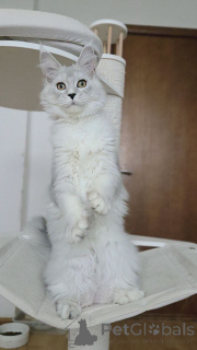 Zdjęcie №2 do zapowiedźy № 156775 na sprzedaż  maine coon - wkupić się Belgia hodowca