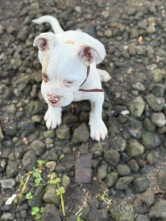 Zdjęcie №3. Szczeniak American Pit Bull Terrier gotowy do adopcji!. Belgia