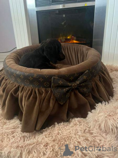 Zdjęcie №3. Jamnik miniaturowy długowłosy. Serbia