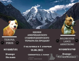 Zdjęcie №1. amerykański staffordshire terier - na sprzedaż w Biszkek | negocjowane | Zapowiedź №25856