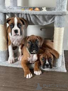 Zdjęcie №1. bokser - na sprzedaż w Paryż | 4066zł | Zapowiedź №166754