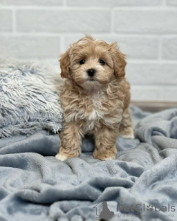 Zdjęcie №2 do zapowiedźy № 131740 na sprzedaż  maltipu - wkupić się USA prywatne ogłoszenie