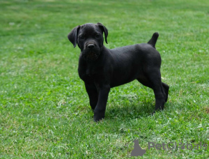 Dodatkowe zdjęcia: Boerboel (Mastif Południowoafrykański) szczenięta