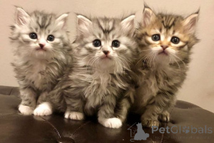 Zdjęcie №1. kot syberyjski - na sprzedaż w Erkelenz | 2153zł | Zapowiedź № 166293