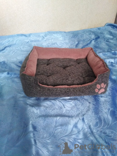 Dodatkowe zdjęcia: Domy, łóżka, tafty dla kotów, psów, fretek itp.