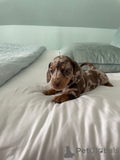 Zdjęcie №3. Szczenięta jamnika...WhatsApp mnie pod numerem 44 7453 907158. Niemcy