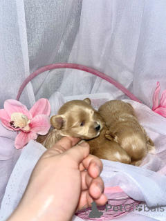 Zdjęcie №3. Mini Maltipoo F1. Zjednoczone Emiraty Arabskie