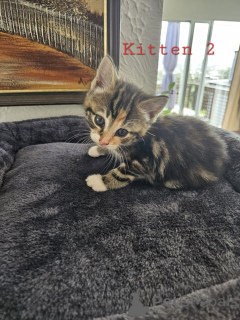 Zdjęcie №2 do zapowiedźy № 172428 na sprzedaż  maine coon - wkupić się Austria hodowca