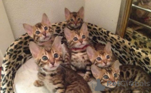 Zdjęcie №1. kot bengalski - na sprzedaż w Amsterdam | 2392zł | Zapowiedź № 160769