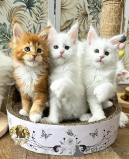 Zdjęcie №2 do zapowiedźy № 172252 na sprzedaż  maine coon - wkupić się Holandia 