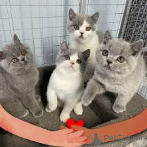 Zdjęcie №3. Myytävät brittiläisen lyhytkarvaiset Kissanpennut. Finlandia