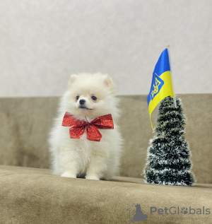 Zdjęcie №3. Sprzedam szczeniaka pomeraniana!. Ukraina