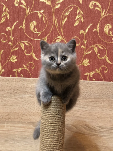 Zdjęcie №1. kot brytyjski krótkowłosy - na sprzedaż w Samara | Bezpłatny | Zapowiedź № 6104