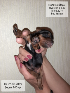 Zdjęcie №2 do zapowiedźy № 3639 na sprzedaż  yorkshire terrier - wkupić się Federacja Rosyjska od żłobka