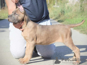 Dodatkowe zdjęcia: Mam do sprzedania szczenięta rasy Cane Corso.