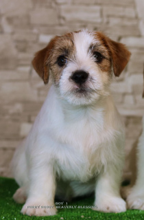 Zdjęcie №4. Sprzedam jack russell terrier w Kijów. od żłobka - cena - 3849zł