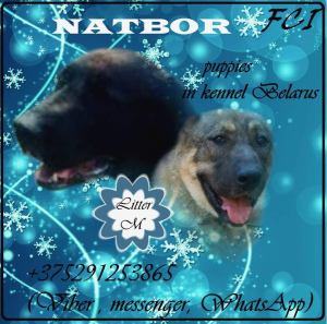 Zdjęcie №2 do zapowiedźy № 4606 na sprzedaż  owczarek środkowoazjatycki - wkupić się Białoruś od żłobka