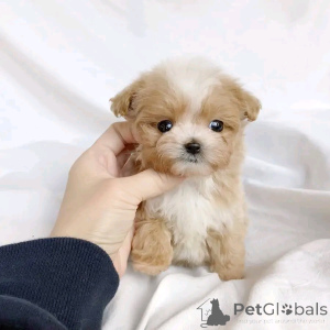 Zdjęcie №1. maltipu - na sprzedaż w Berlin | 2392zł | Zapowiedź №137804