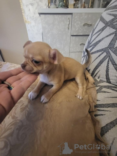 Dodatkowe zdjęcia: Kobieta Chihuahua