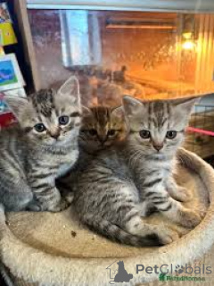 Zdjęcie №2 do zapowiedźy № 165836 na sprzedaż  kot europejski krótkowłosy - wkupić się Belgia prywatne ogłoszenie, hodowca