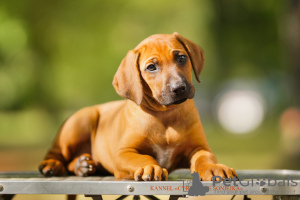 Zdjęcie №2 do zapowiedźy № 72846 na sprzedaż  rhodesian ridgeback - wkupić się Białoruś prywatne ogłoszenie