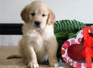 Zdjęcie №1. golden retriever - na sprzedaż w Антверпен | 1196zł | Zapowiedź №132387