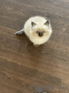 Zdjęcie №3. Sprzedam dwa urocze kocięta Ragdoll. Niemcy