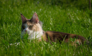 Zdjęcie №3. Kot rasy Maine Coon. Białoruś