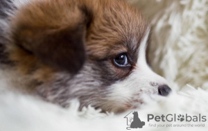 Zdjęcie №2 do zapowiedźy № 79781 na sprzedaż  welsh corgi - wkupić się Niemcy prywatne ogłoszenie