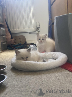 Zdjęcie №1. ragdoll - na sprzedaż w Antwerpia | Bezpłatny | Zapowiedź № 153884